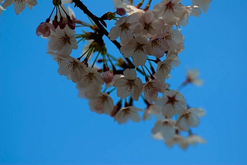 皇子山公園の桜