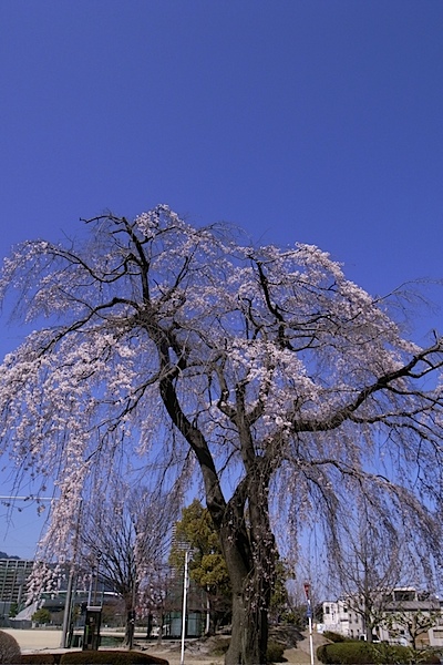 皇子山陸上競技場のしだれ桜