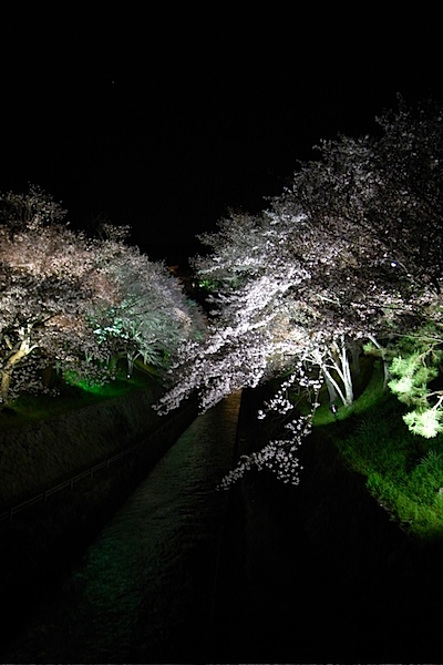 琵琶湖疎水夜桜