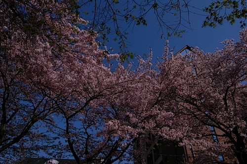 川口公園の桜