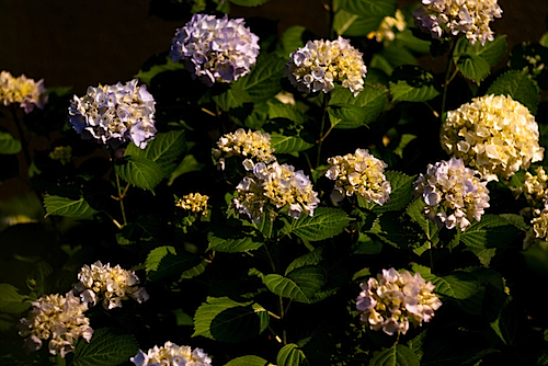 紫陽花