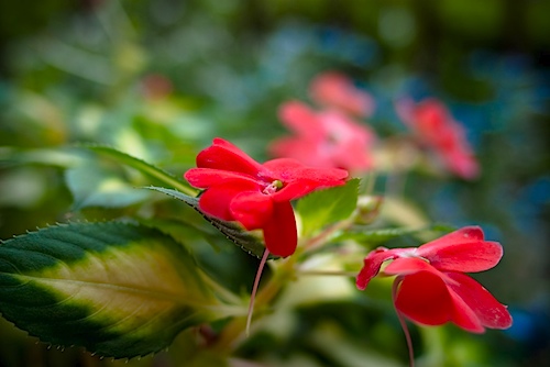 自宅の花