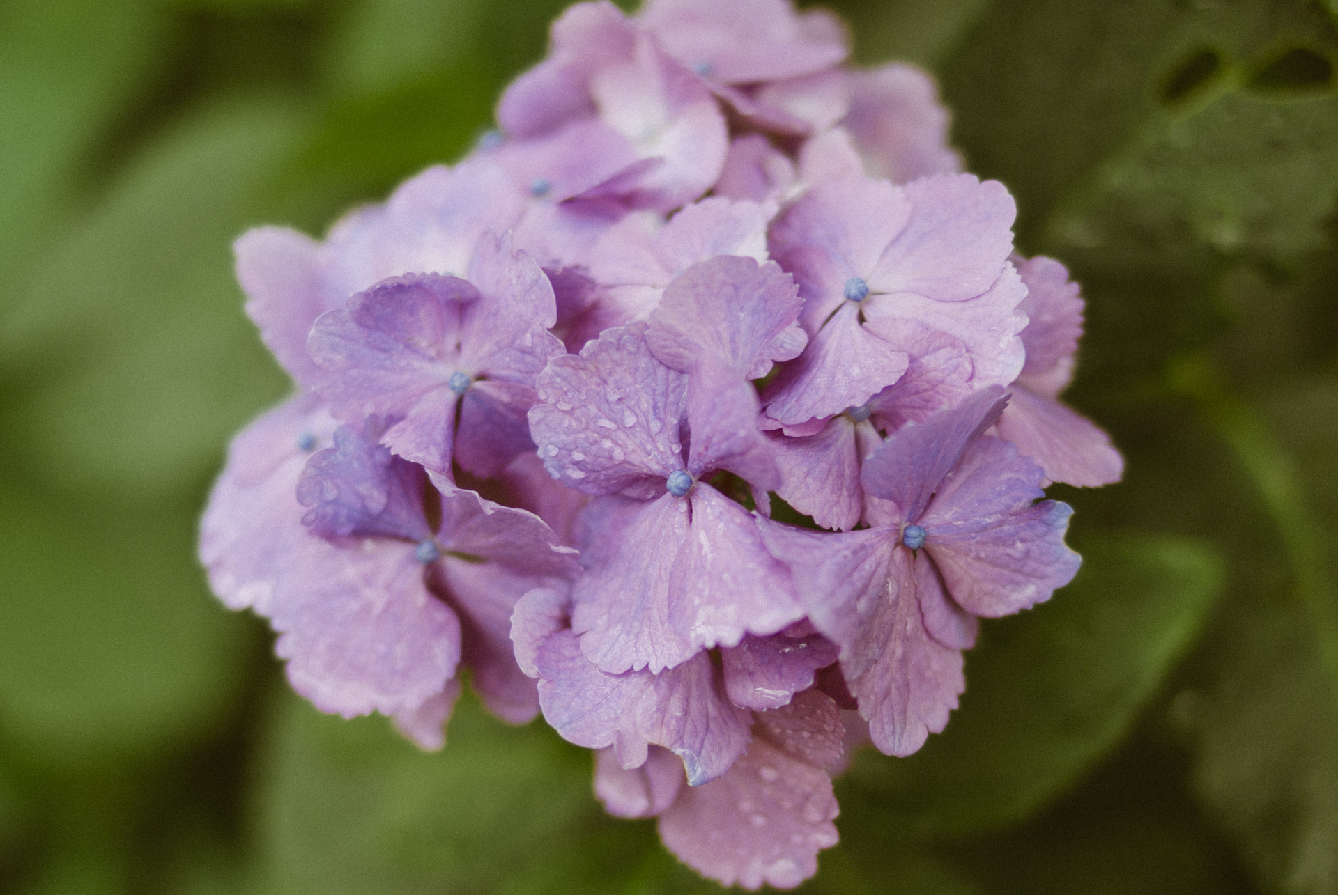 hydrangea